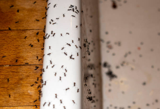 Best Mosquito Control Services  in Manchester, MD