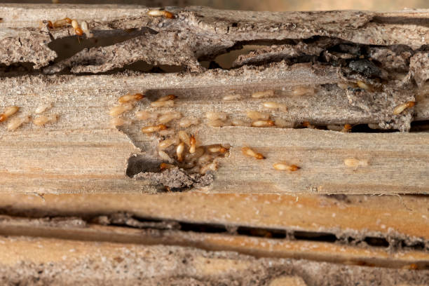 Best Rat Extermination Near Me  in Manchester, MD